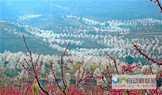 魏县网：解读魏县，展望未来